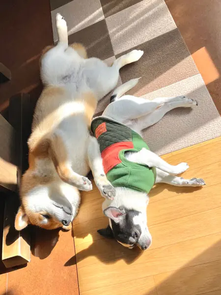 あずきちゃんといくらちゃん
