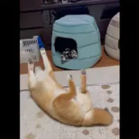 動画なのに全く動かない犬／画像提供：うにさん（@harahetta___z）
