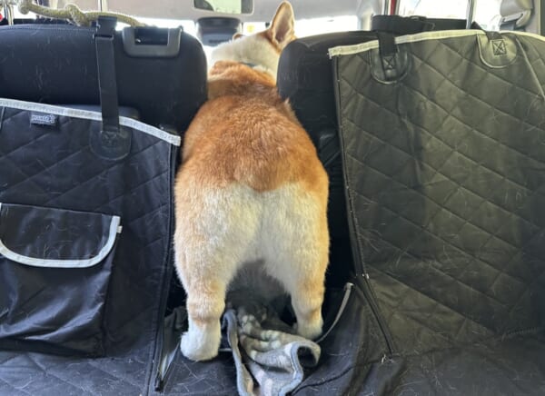 画像提供：コーギー短足部（部長）さん（@corgi_andypapa）