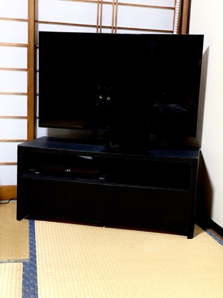 テレビの画面に二つの瞳が！？正体は背景に溶け込んだ黒猫さん