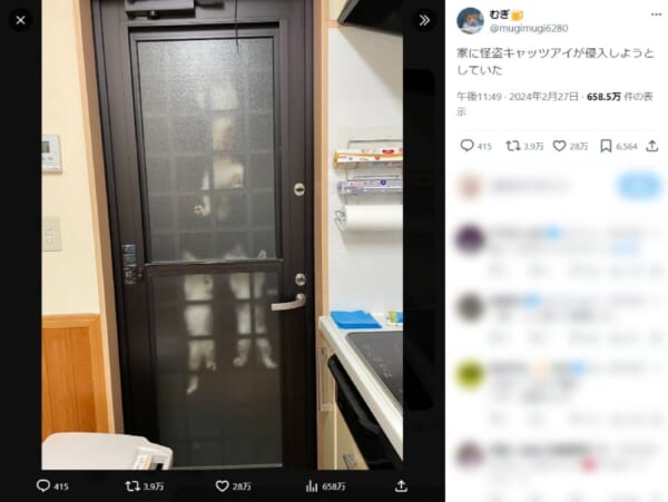 リアル怪盗キャッツアイ！？　家の中に侵入を試みる猫トリオに爆笑