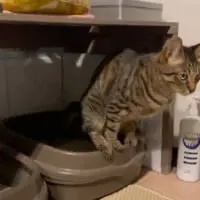 トイレの縁に前足と後ろ足