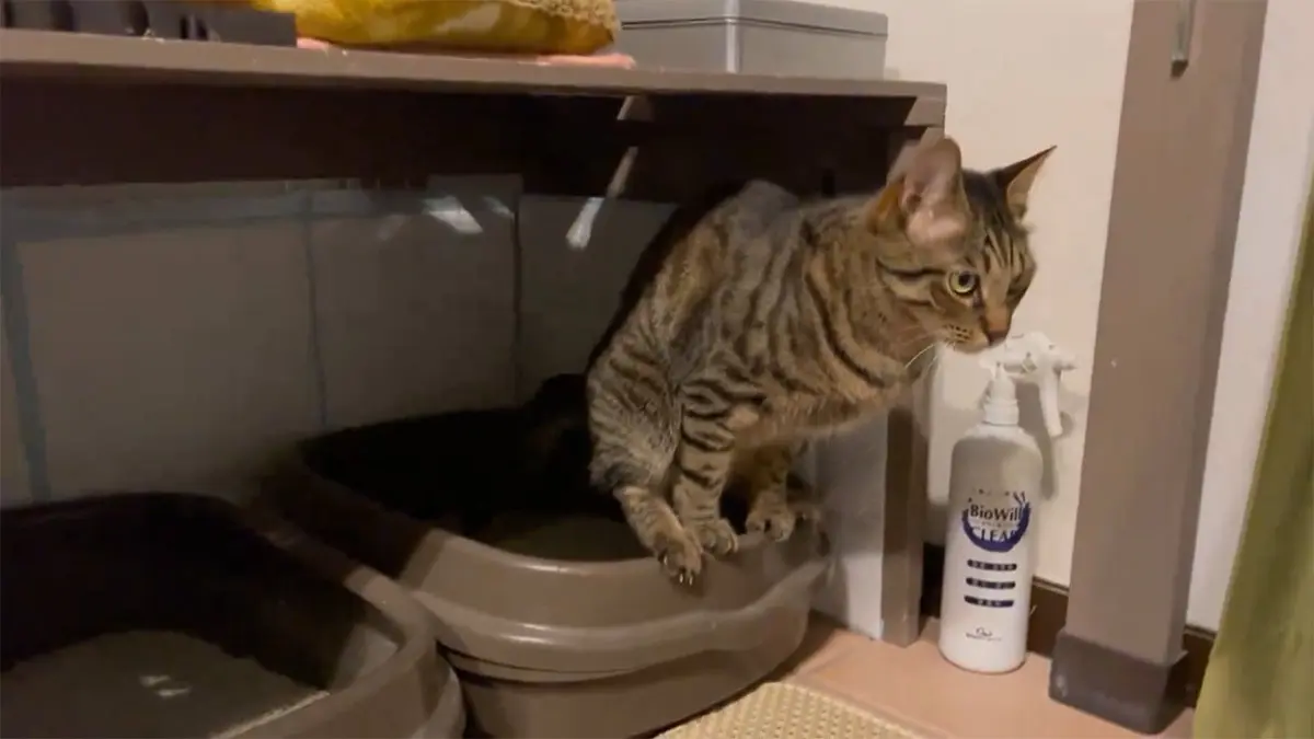 トイレの縁に前足と後ろ足