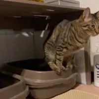 絶妙にバランスをとりながらのウンチ