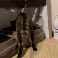 前足をトイレに入れて後始末
