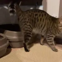 処理が終わると去って行く