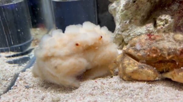画像提供：すさみ町立エビとカニの水族館公式X（@ebikaniaquarium）