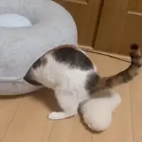 クッションを入れたつもりが外に