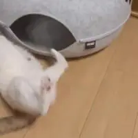 ジタバタ悪戦苦闘するナゴミちゃん