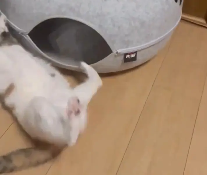 ジタバタ悪戦苦闘するナゴミちゃん