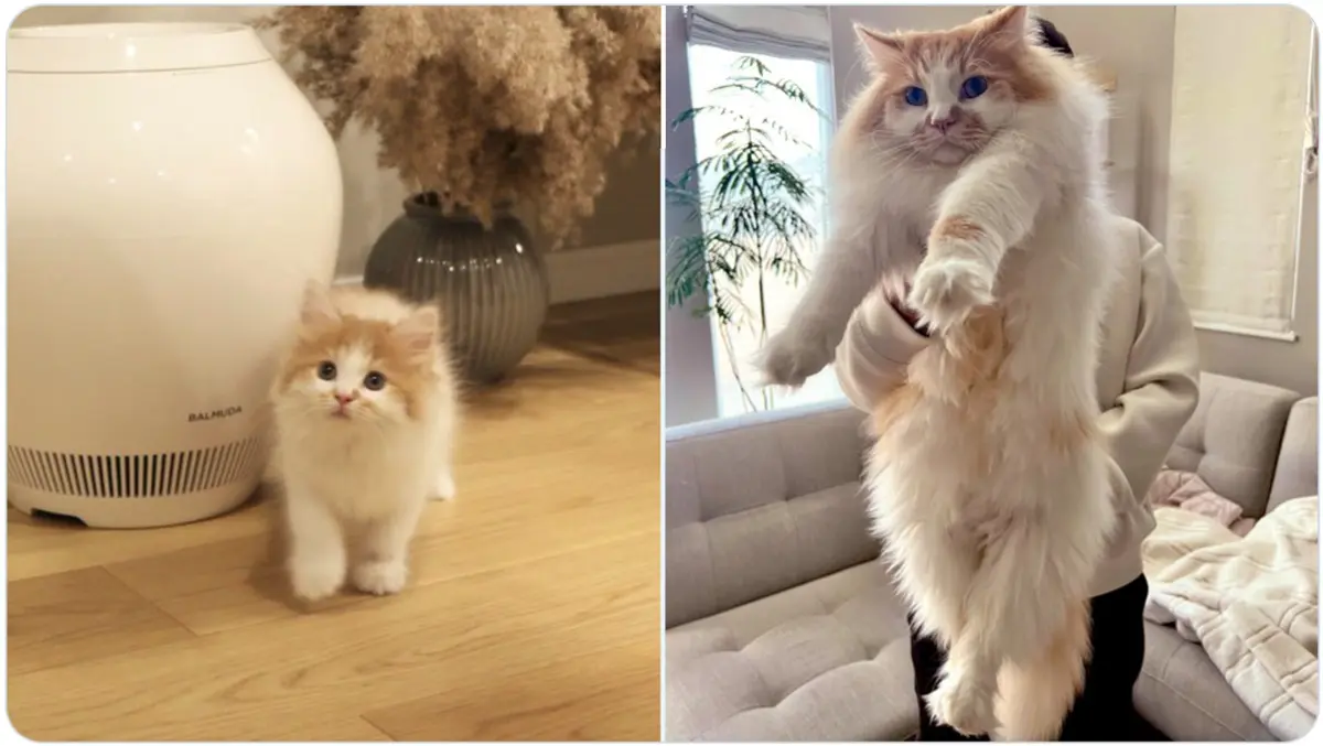 約10倍に成長！子猫と現在の姿に飼い主も驚き
