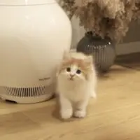 生まれて約2か月の頃のぽてちくん