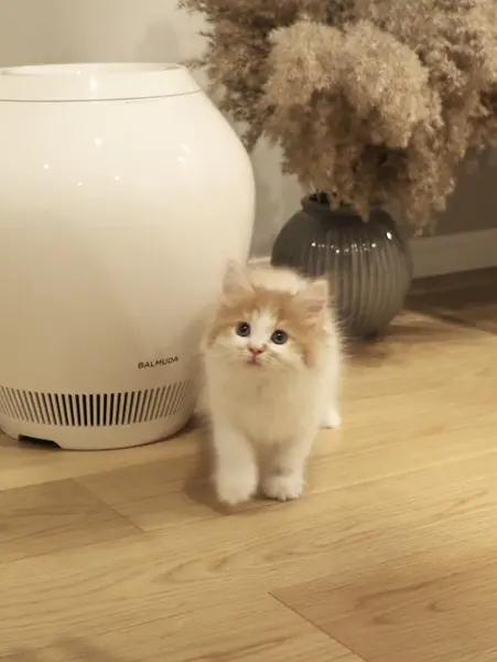生まれて約2か月の頃のぽてちくん