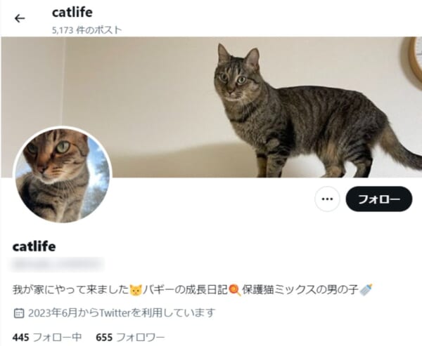 有名猫アカウント写真の無断転載発生→追ってみたら典型的なロマンス詐欺だった件の一部始終を公開