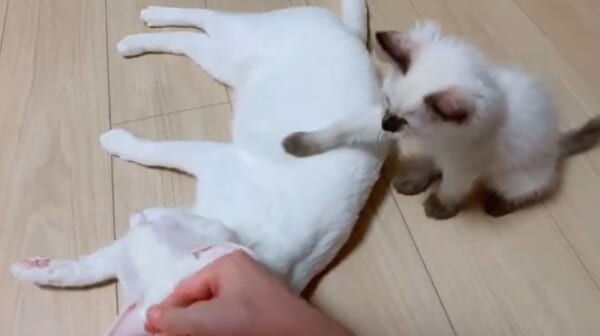 飼い主さんの真似をしてカニエちゃんをナデナデ