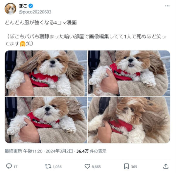 風に煽られて困惑顔のシーズー犬に爆笑