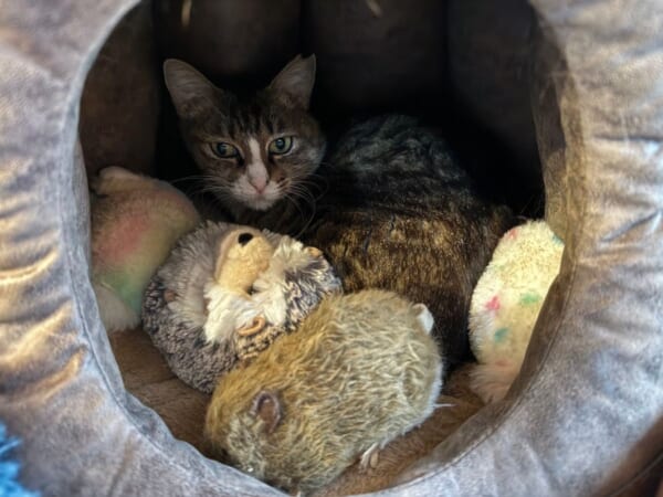 地震発生で猫ちゃんがぬいぐるみと避難　母性あふれる行動にほっこり