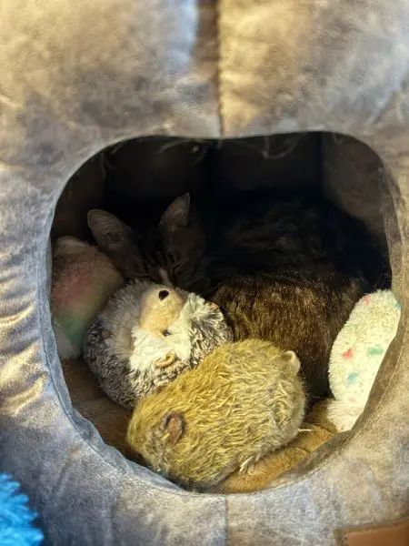 ぬいぐるみを避難させたなだちゃん