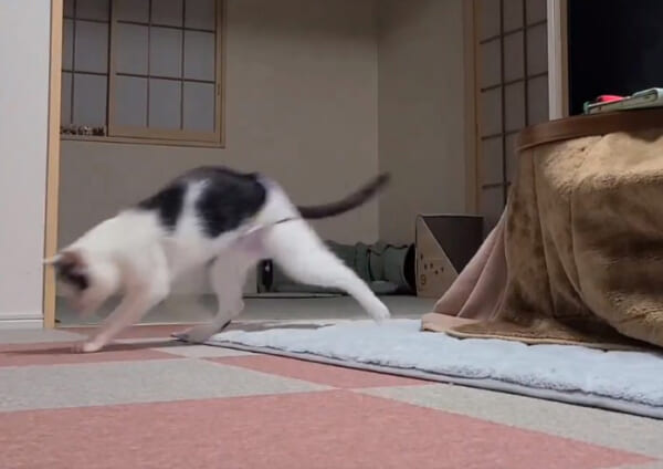 猫がただ歩く動画に1万いいね