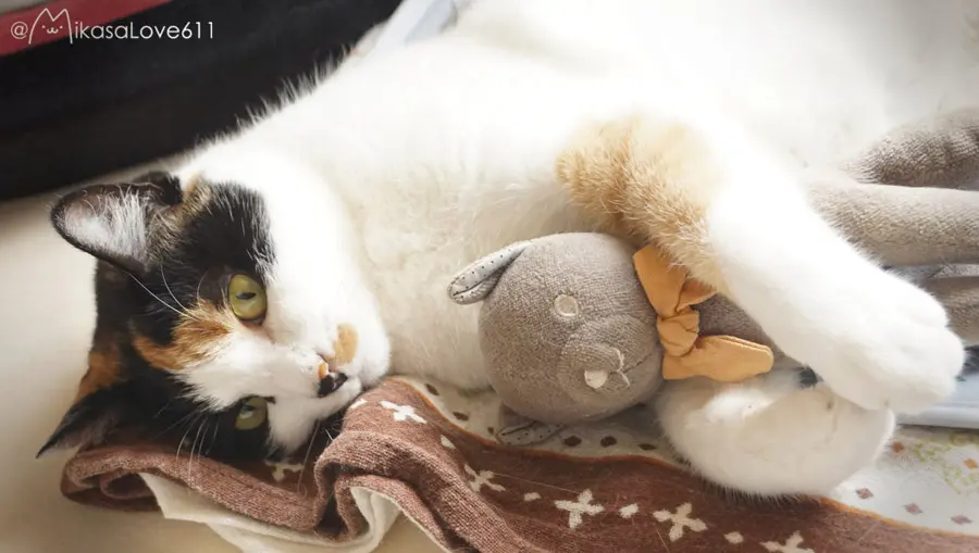 三毛猫のミカサにゃん