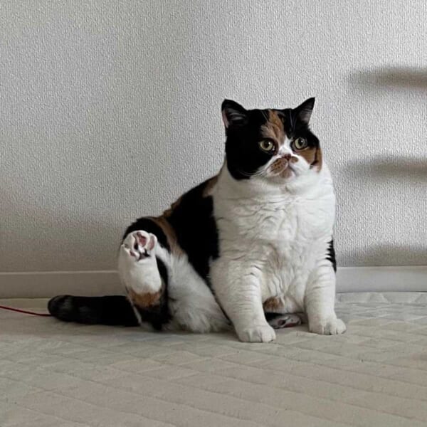 あんよで「よっ」　お座り猫ちゃんが後ろ足でごあいさつ？