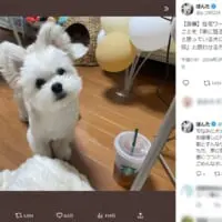 マルチーズとポメラニアンのミックス犬ぽんたくん