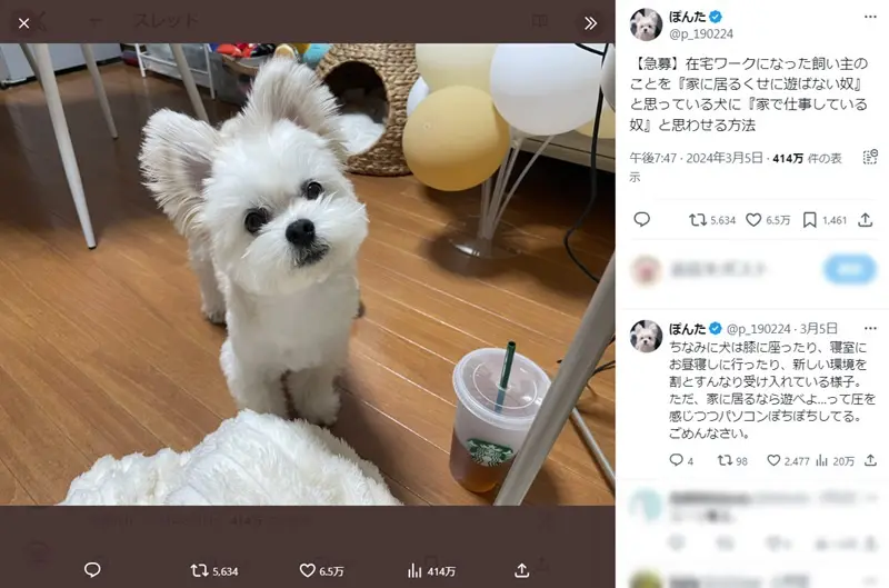 マルチーズとポメラニアンのミックス犬ぽんたくん