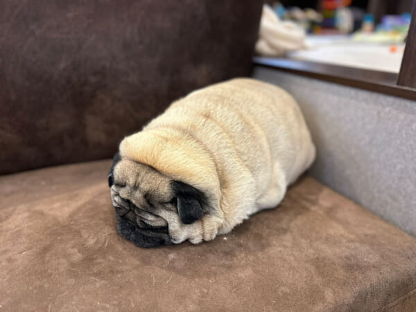 ぽっちゃりパグの寝相がかわいすぎる