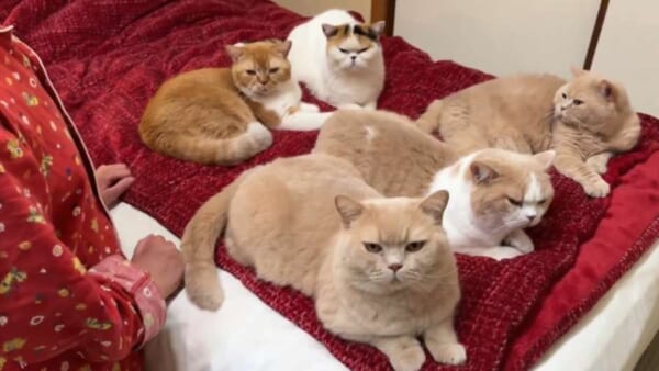 就寝時間に珍事件発生　5匹の猫ちゃんがベッドを占領
