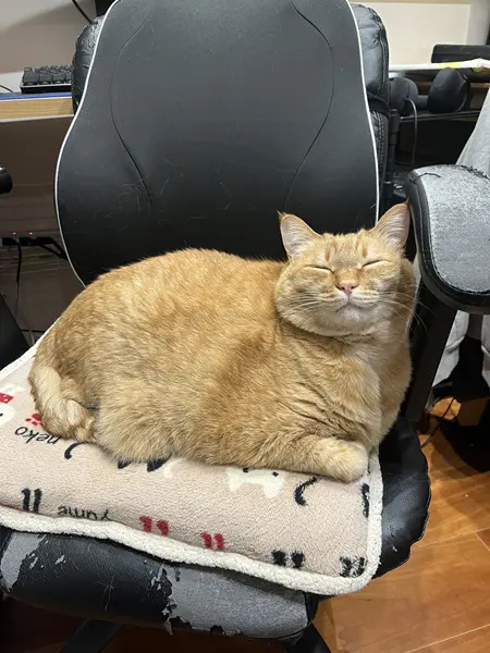 飼い主のスキをついてイスを占領　ご満悦の表情を浮かべる猫