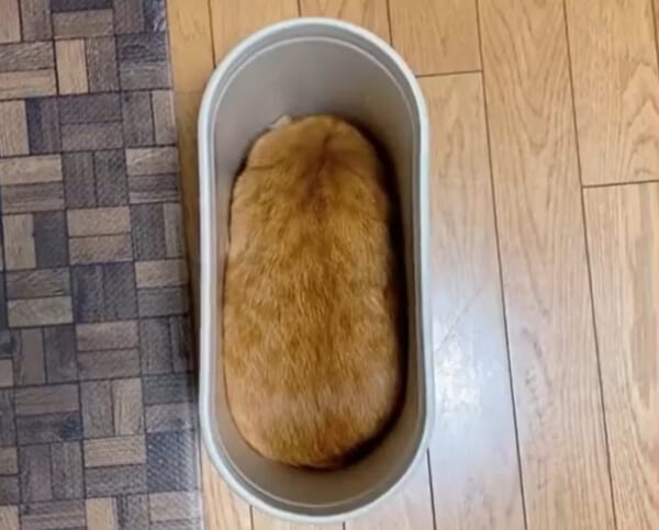 猫がゴミ箱にシンデレラフィット