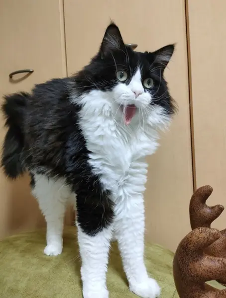 やんのかポーズにも見える？
