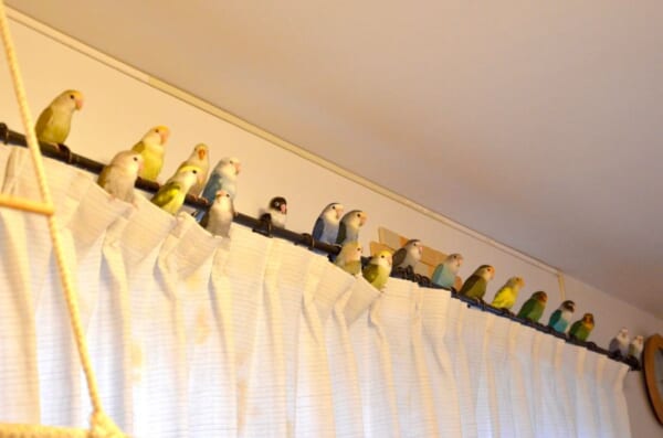 カーテンレール満員御礼！総勢21羽のインコがズラリ