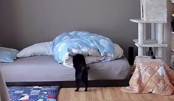 吸い込まれるように布団に吸い込まれる黒猫