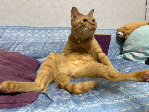 独特な姿勢で寛ぐ猫がおもかわいい