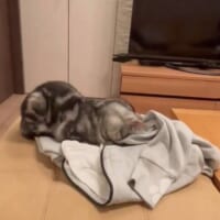 猫吸いならぬ「主吸い」？　飼い主の服に顔をうずめる猫ちゃんが愛しすぎる