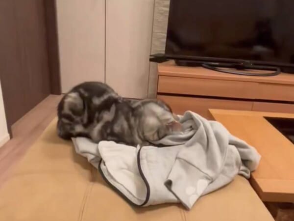 猫吸いならぬ「主吸い」？　飼い主の服に顔をうずめる猫ちゃんが愛しすぎる