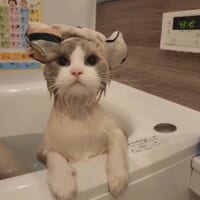 いい湯だにゃ～　お風呂に入る姿が様になりすぎている猫ちゃん