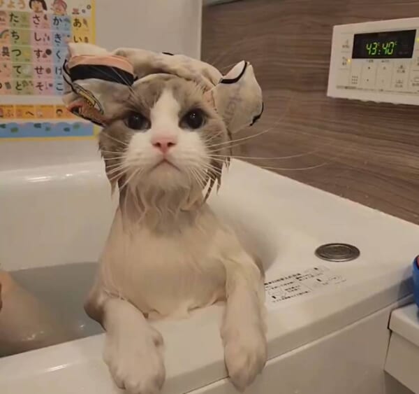 いい湯だにゃ～　お風呂に入る姿が様になりすぎている猫ちゃん