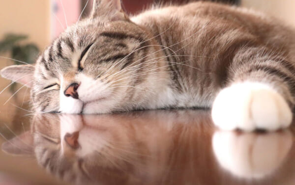 【猫に関する調査】猫を飼っていて大変なことの1位は「旅行に行けない」