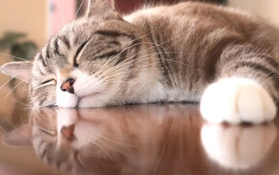 【猫に関する調査】猫を飼っていて大変なことの1位は「旅行に行けない」