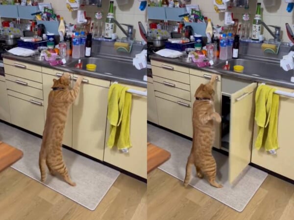 まるで人間！手首のスナップで器用に戸を開ける猫ちゃん