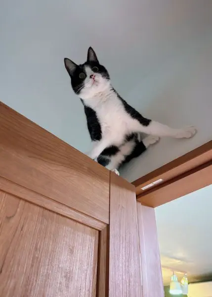 スパイダーニャン？ニャルソック？重力に逆らおうとする猫ちゃん