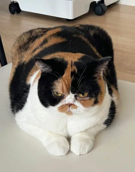 ブリティッシュショートヘアのおあげちゃん
