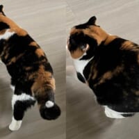 体が縮んだ！？不思議すぎる猫の体の動きを激写　まるでマンガのよう