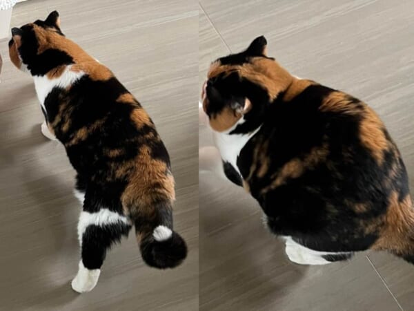 体が縮んだ！？不思議すぎる猫の体の動きを激写　まるでマンガのよう