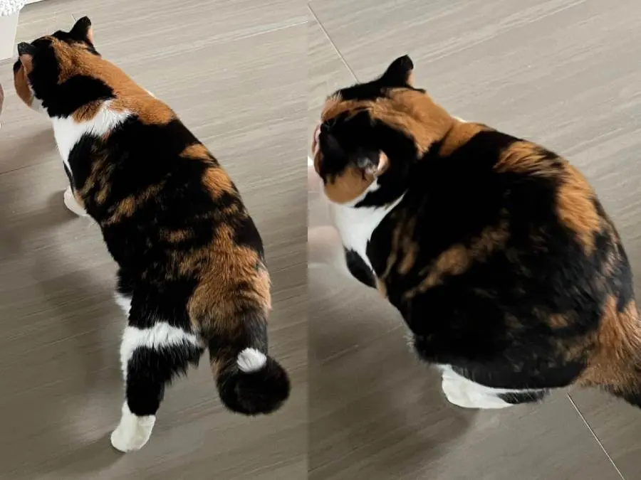 体が縮んだ！？不思議すぎる猫の体の動きを激写　まるでマンガのよう