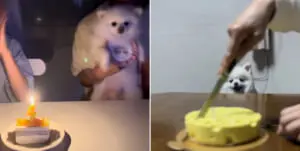 ケーキの大きさでテンション激変