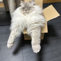 お尻から顔が生えているように見えるいれぶんくん