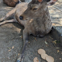 観光客から差し出されすぎ、ついに奈良公園のシカに無視されるシカせんべい